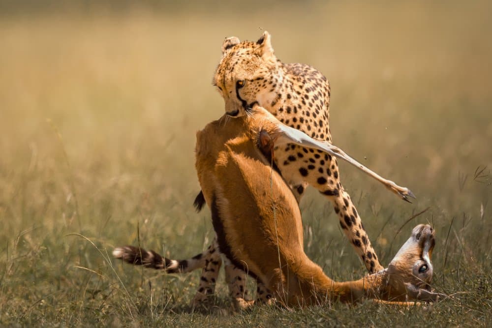 African Cheetah Hunt by Ahmed Sobhi — canvas wall art