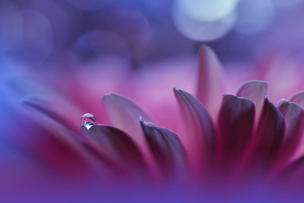 Purple Flower Dewdrop by Juliana Nan — canvas wall art