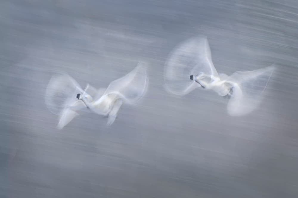 Graceful Swans in Flight by Larry Deng APA — canvas wall art