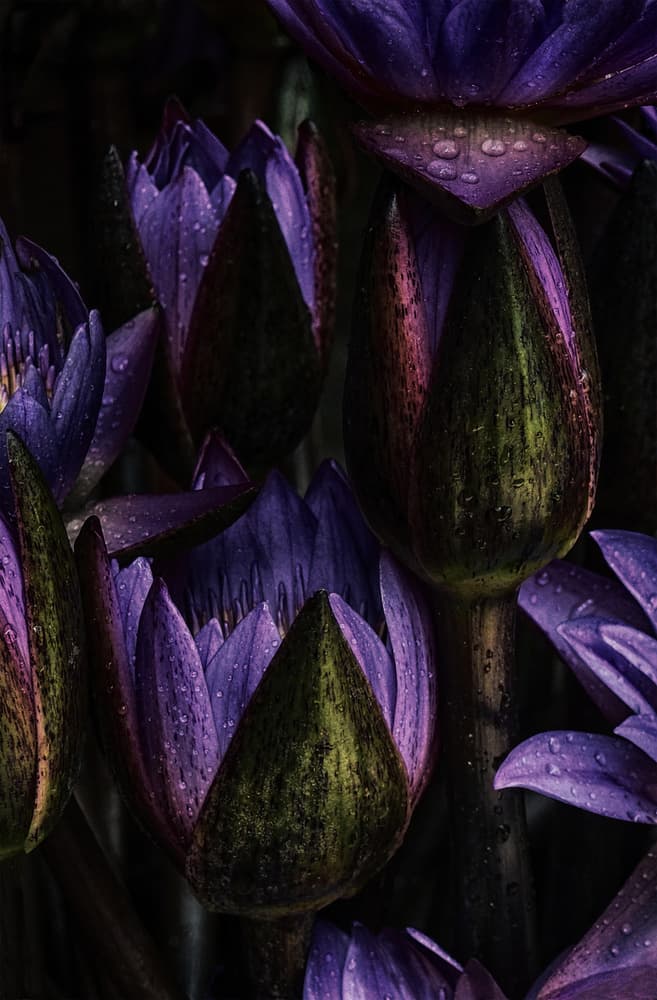 Dark Purple Water Lilies by Roxana Labagnara — canvas wall art