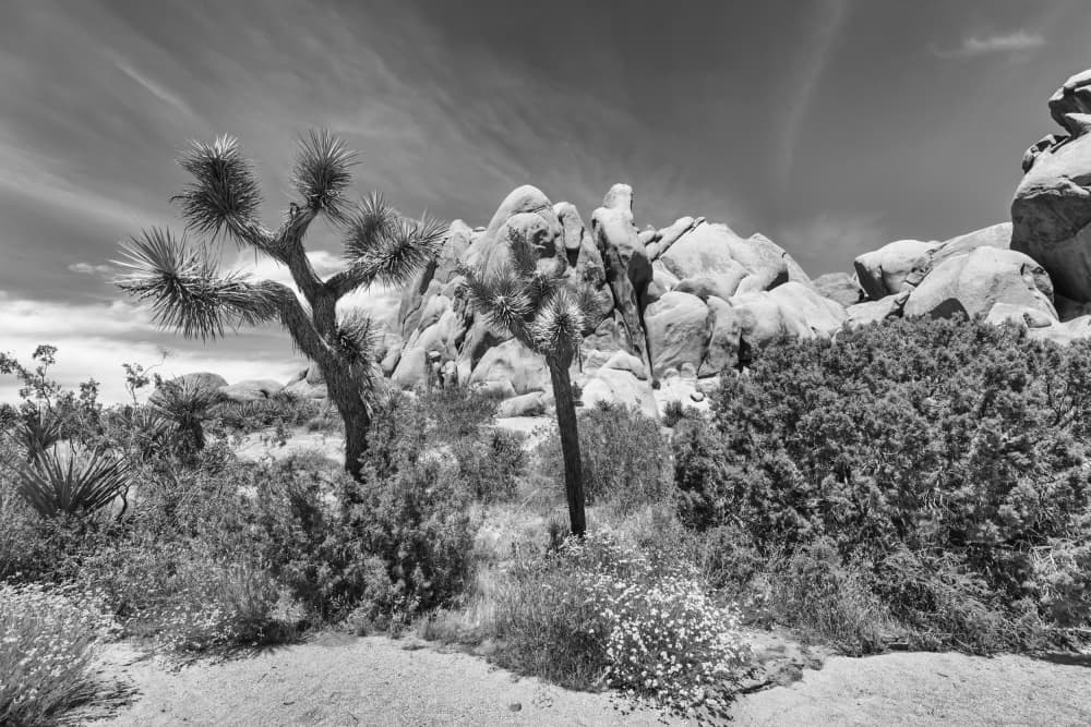Joshua Tree Desert Landscape by Melanie Viola — canvas wall art
