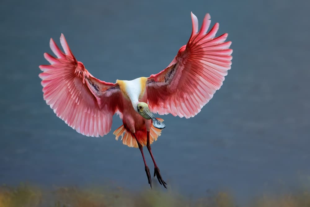 Roseate Spoonbill in Flight by Sheila Xu — canvas wall art