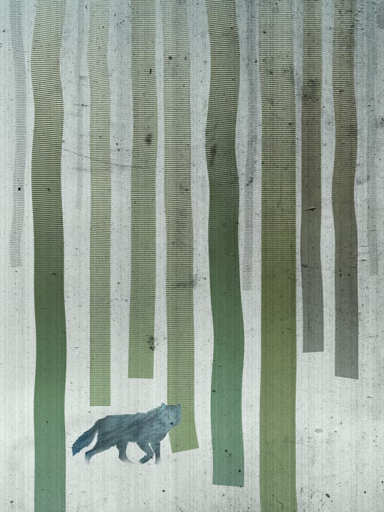 Lone Wolf Forest by Angelo Cerantola — canvas wall art