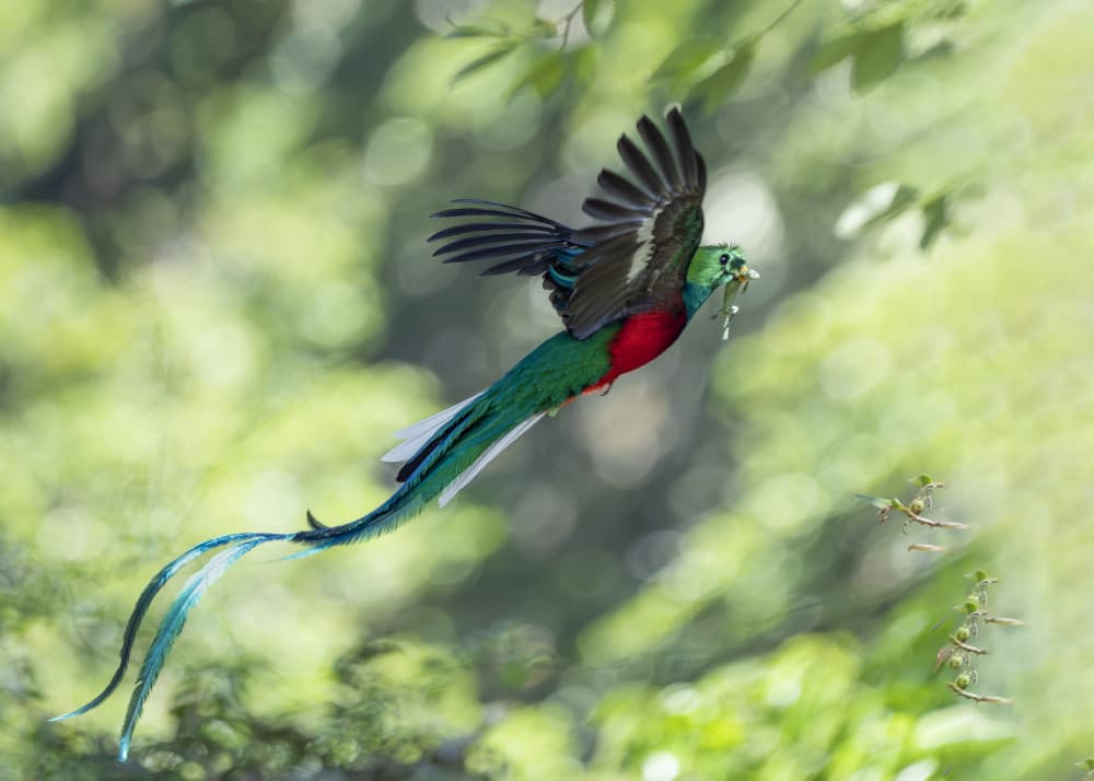 Resplendent Quetzal Flight by Youqin Cao — canvas wall art