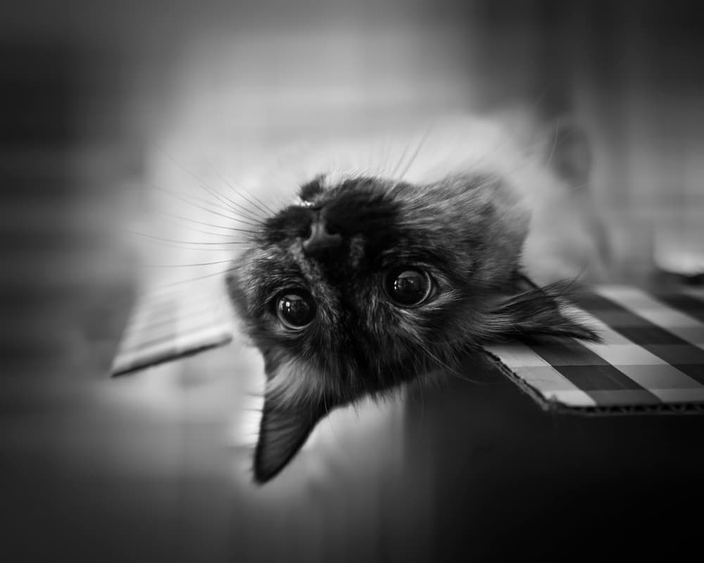 Curious Cat Gaze by Leah Guo — canvas wall art
