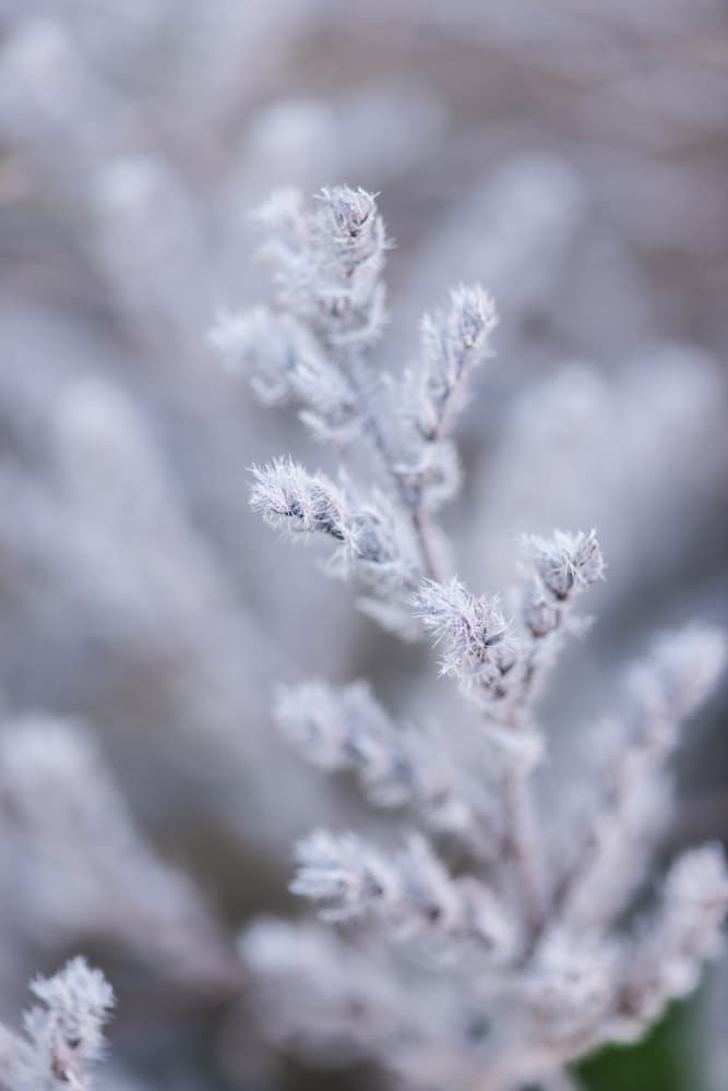 Delicate Winter Frost by Javier Pardina — canvas wall art