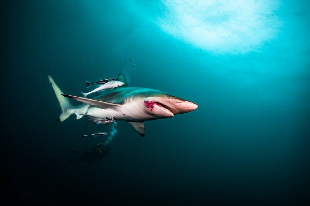 Wild Shark Underwater by YongHoon Choi — canvas wall art