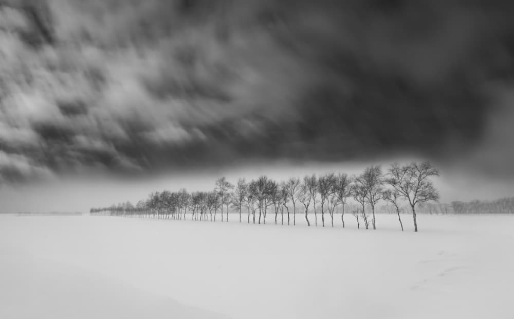 Dramatic Winter Treescape by Ling Jiang — canvas wall art
