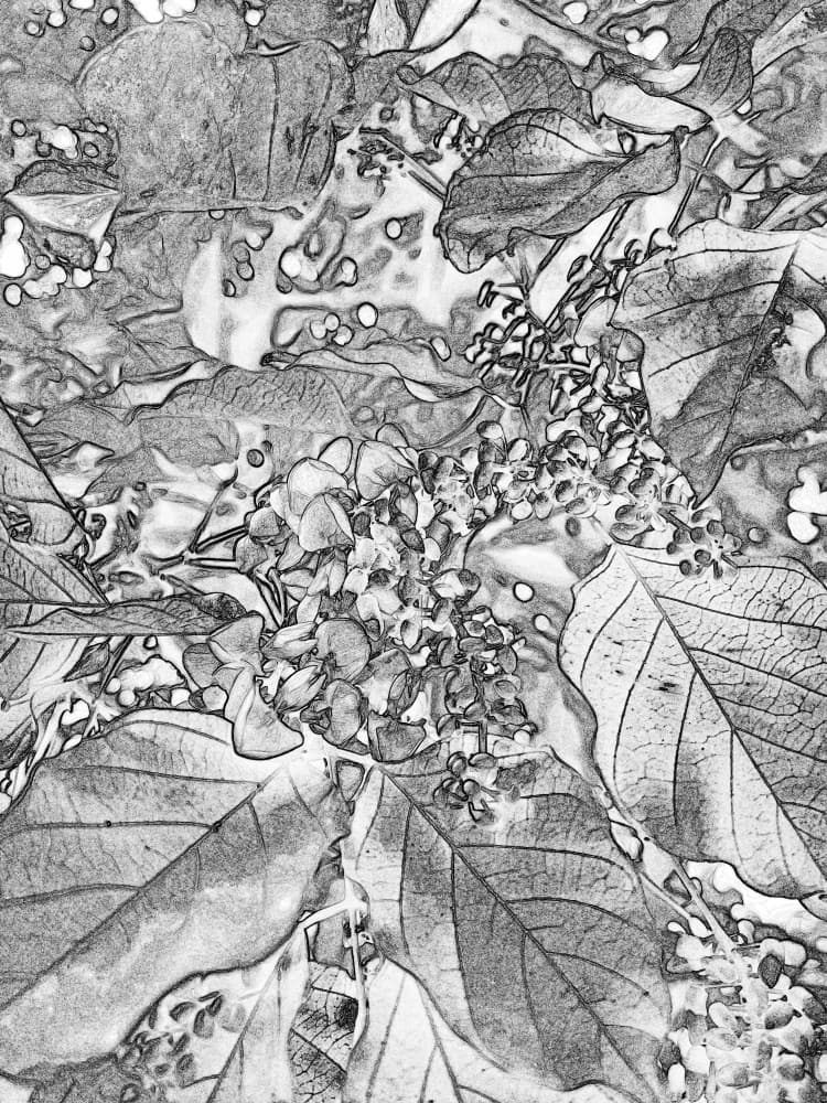 Detailed Botanical Sketch by Santhosh ch — canvas wall art