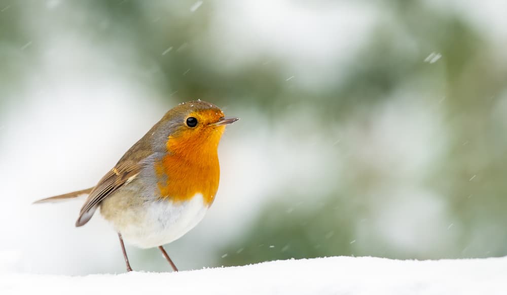 Snowy Red Robin by Annie Keizer — canvas wall art