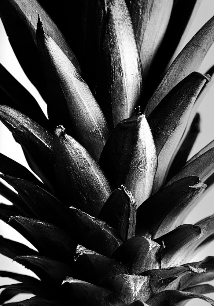 Bold Pineapple Texture by Pictufy Studio III — canvas wall art