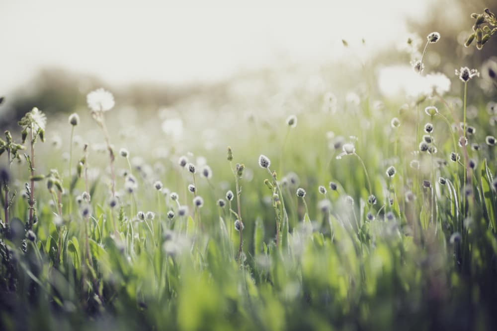 Dreamy Meadow Light by Javier Pardina — canvas wall art