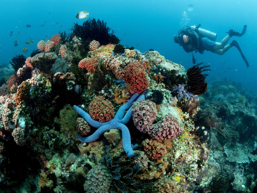 Vibrant Coral Reef Dive by Ilan Ben Tov — canvas wall art