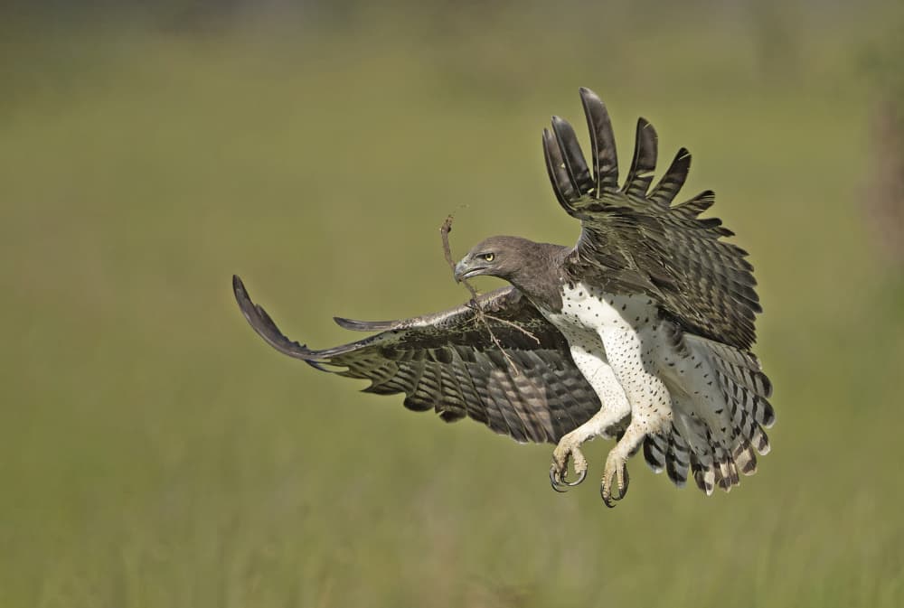 Eagle Catches Snake by Shlomo Waldmann — canvas wall art