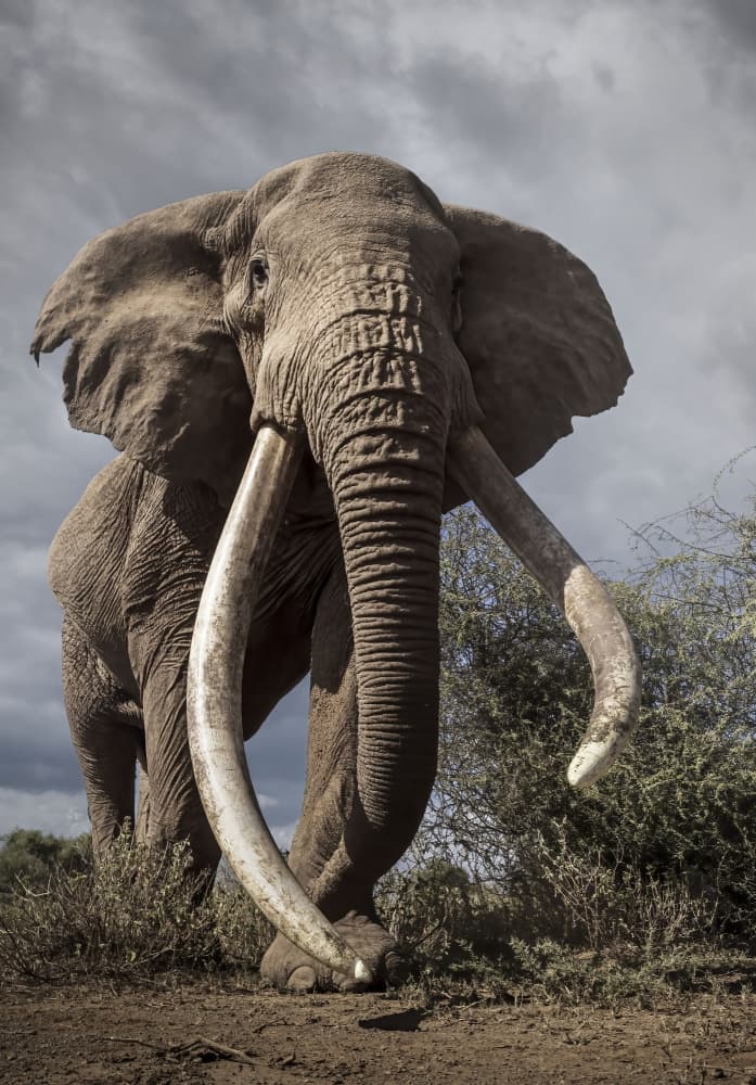 Majestic African Tusker by Clint Ralph — canvas wall art