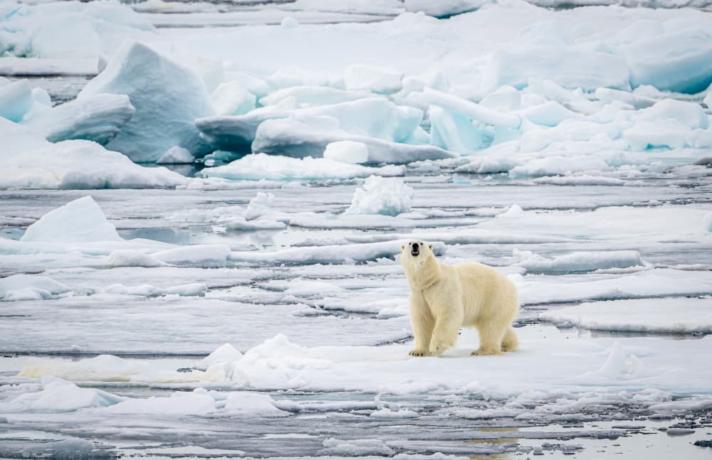 Arctic Polar Bear on Ice by Wyn Lewis-Bevan — canvas wall art