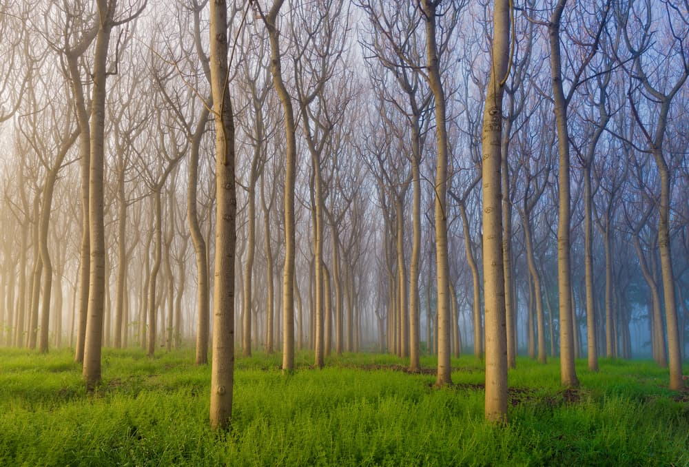 Misty Forest Rows by Andy Chan — canvas wall art