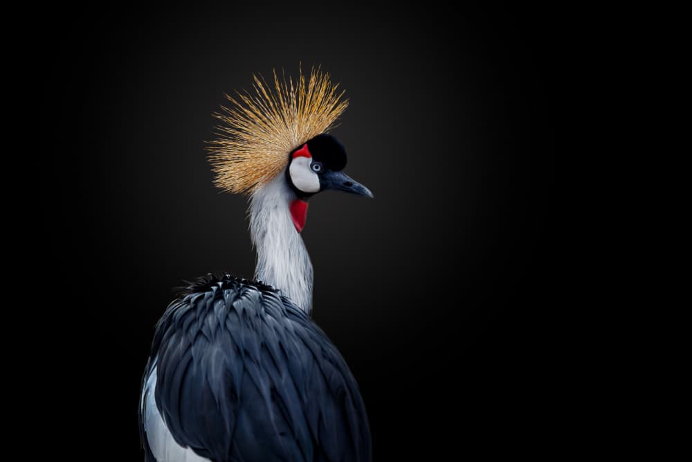 Regal Crowned Crane by Alex Zhao — canvas wall art