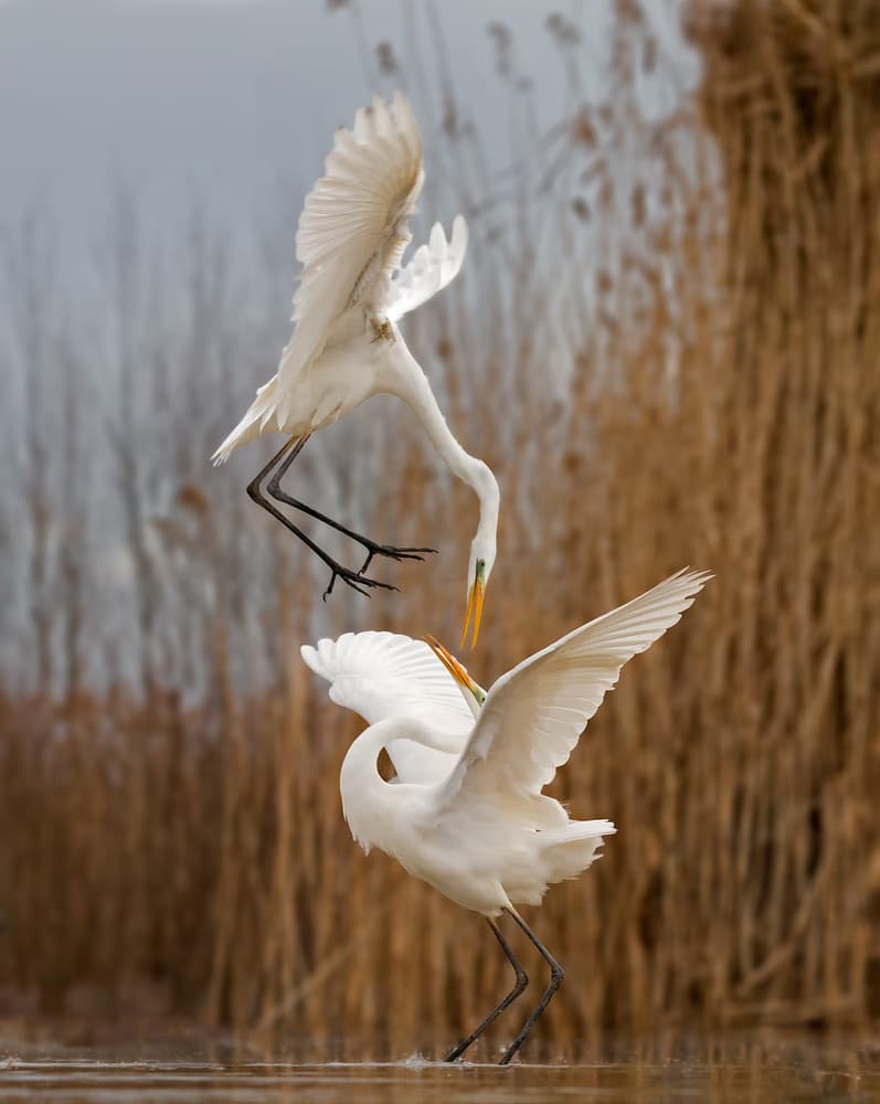 Mid-Air Egret Dance by Cheng Chang — canvas wall art