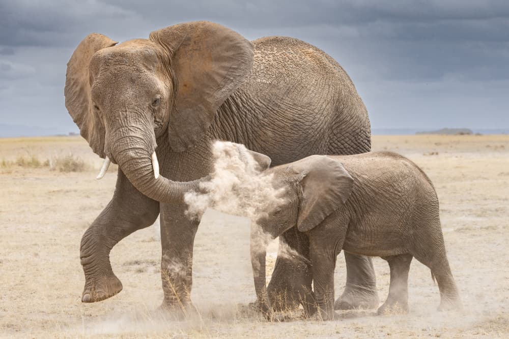 African Elephant Dust Bath by Ali Khataw — canvas wall art