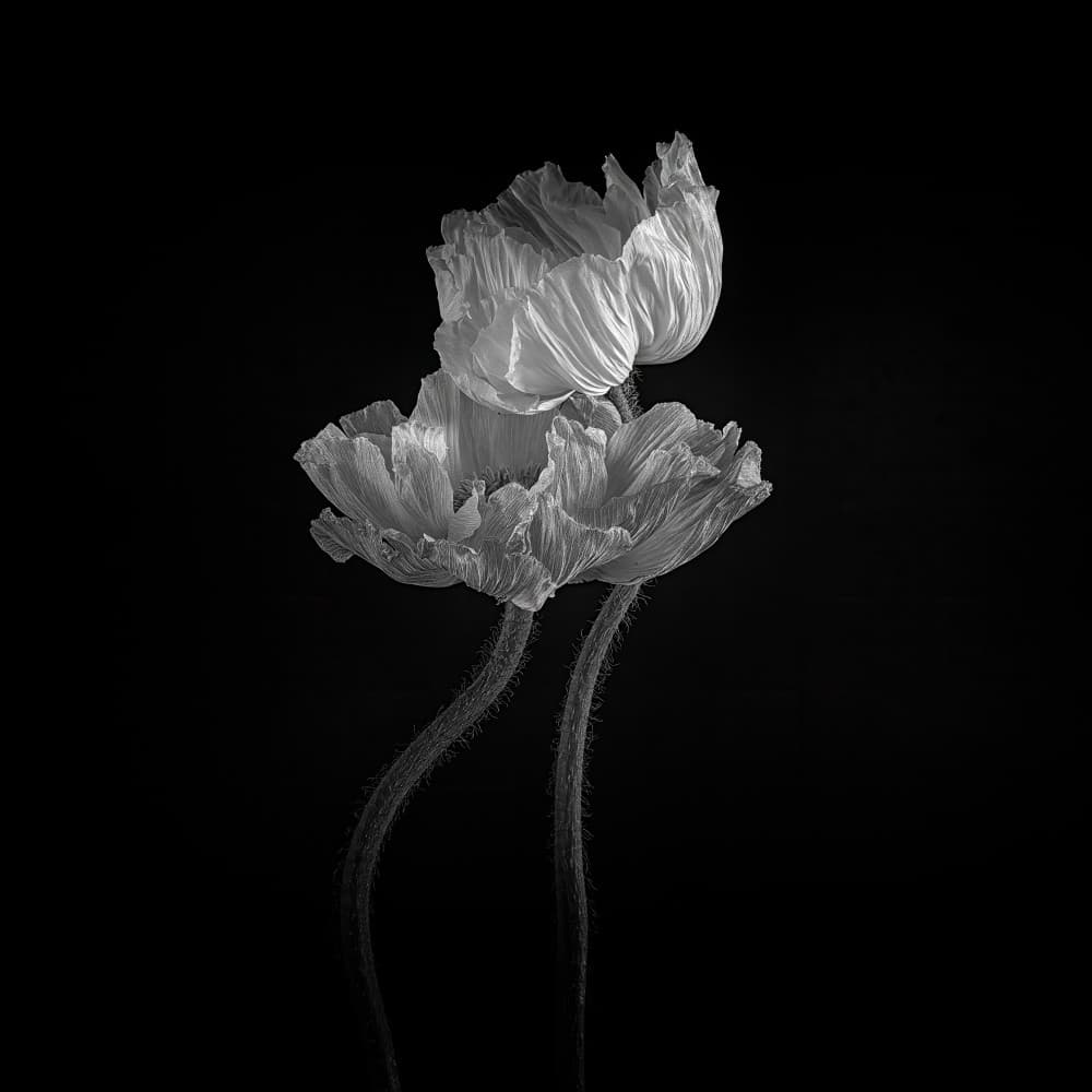 Elegant White Poppies by Penny Myles — canvas wall art