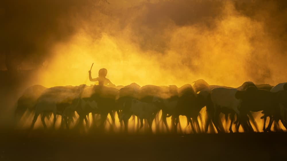 Shepherd In Golden Dust by Joan Zhang — canvas wall art