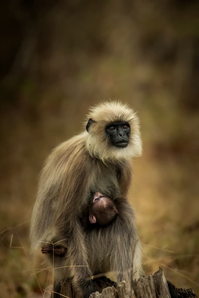 Mother Langur And Baby by Somnath — canvas wall art