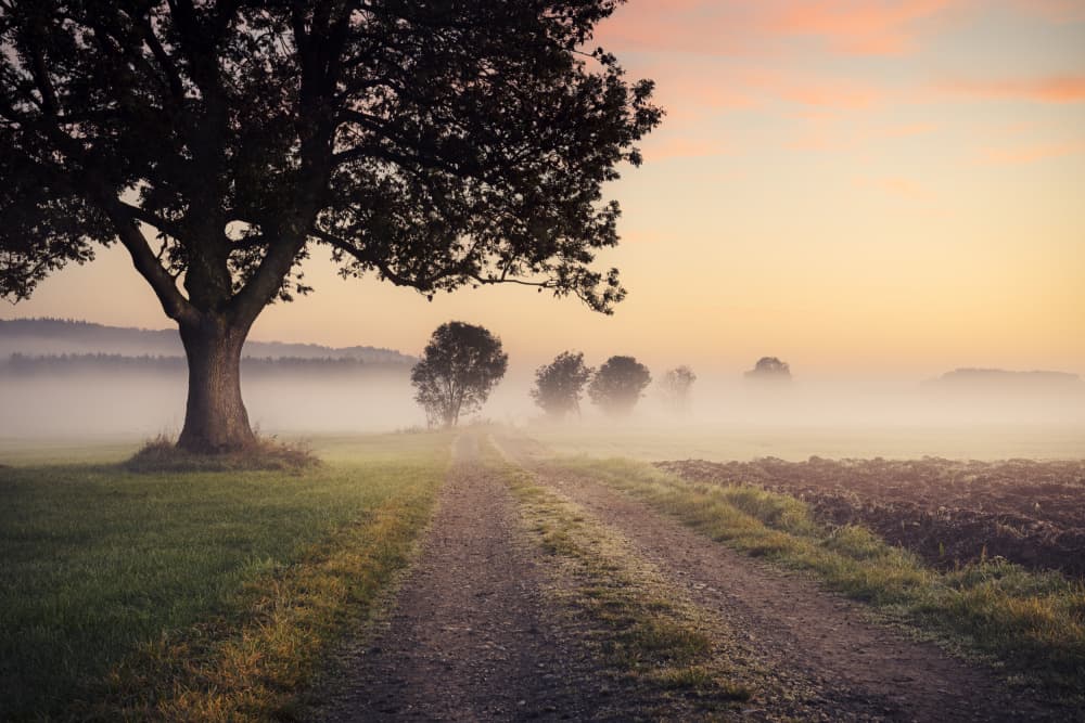 Mystic Path by Stefan Hefele — canvas wall art