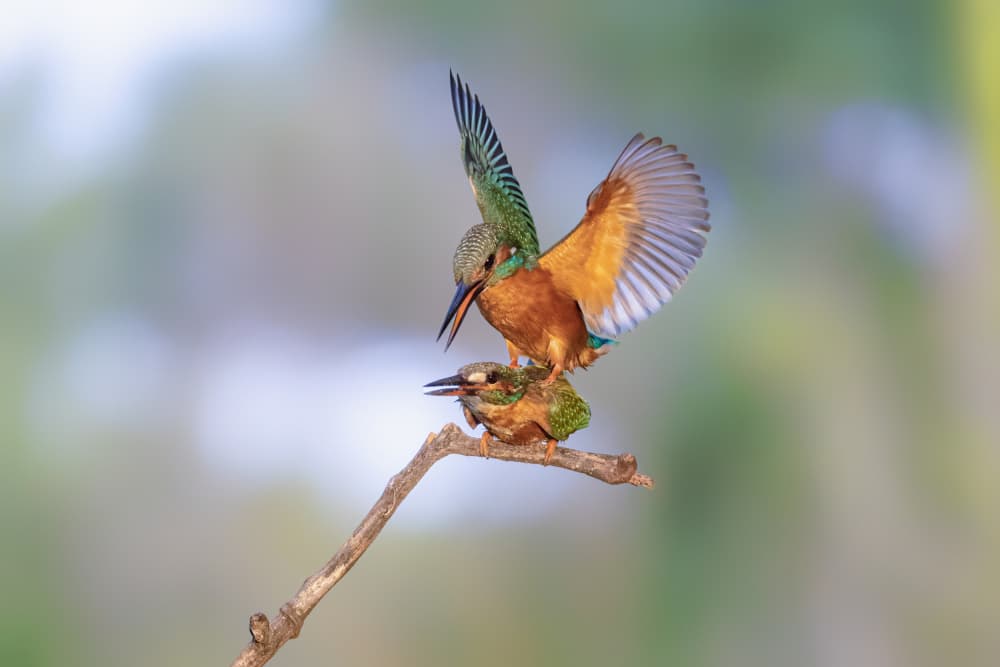 Two Kingfishers Interact by Siyu_Wei APA — canvas wall art