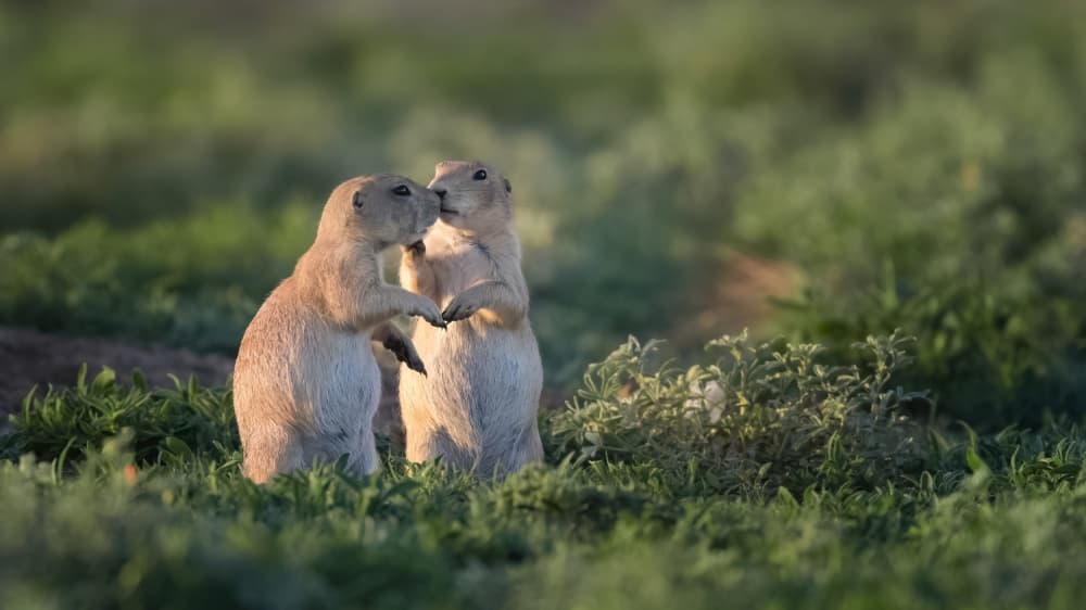 Kissing Prairie Dogs by Ming Chen — canvas wall art
