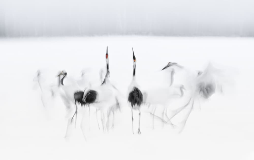 Ethereal Winter Cranes by Larry Deng APA — canvas wall art
