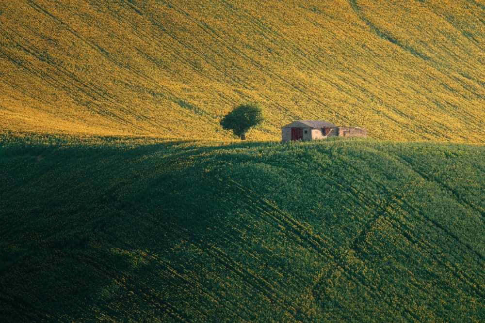 Golden Fields Green Hills by Thomas de Franzoni — canvas wall art