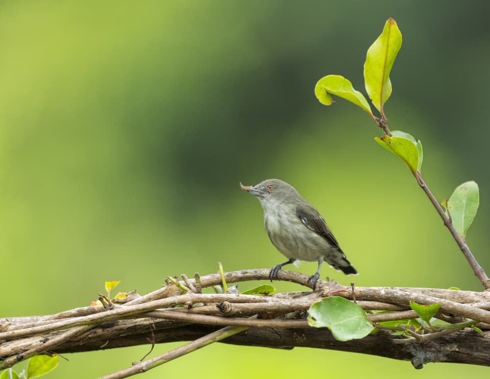 Little Bird Green Branch by Chiranjib Chakraborty — canvas wall art