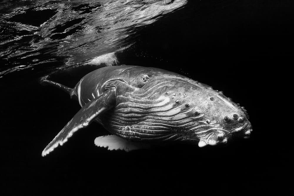 Humpback Whale Dark Waters by Barathieu Gabriel — canvas wall art