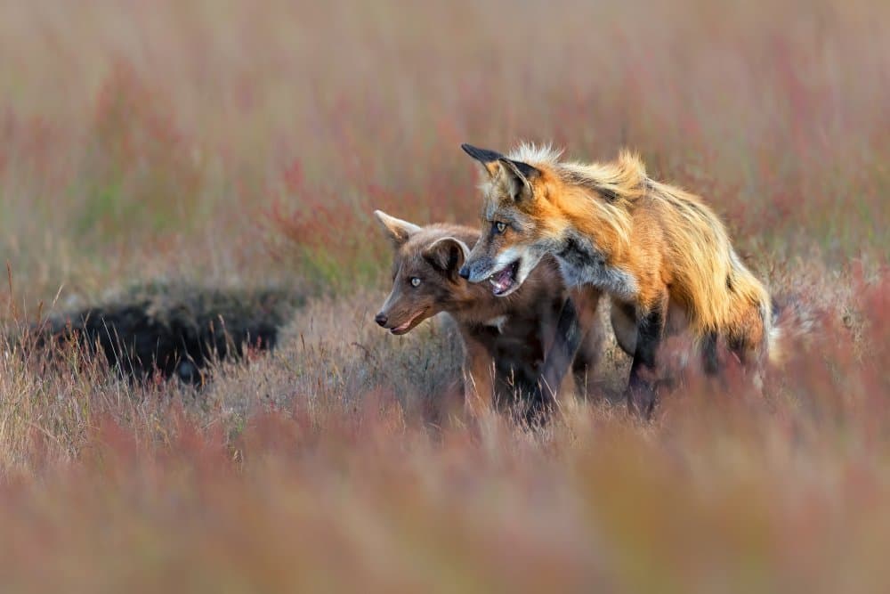 Wild Foxes In Field by Jun Zuo — canvas wall art