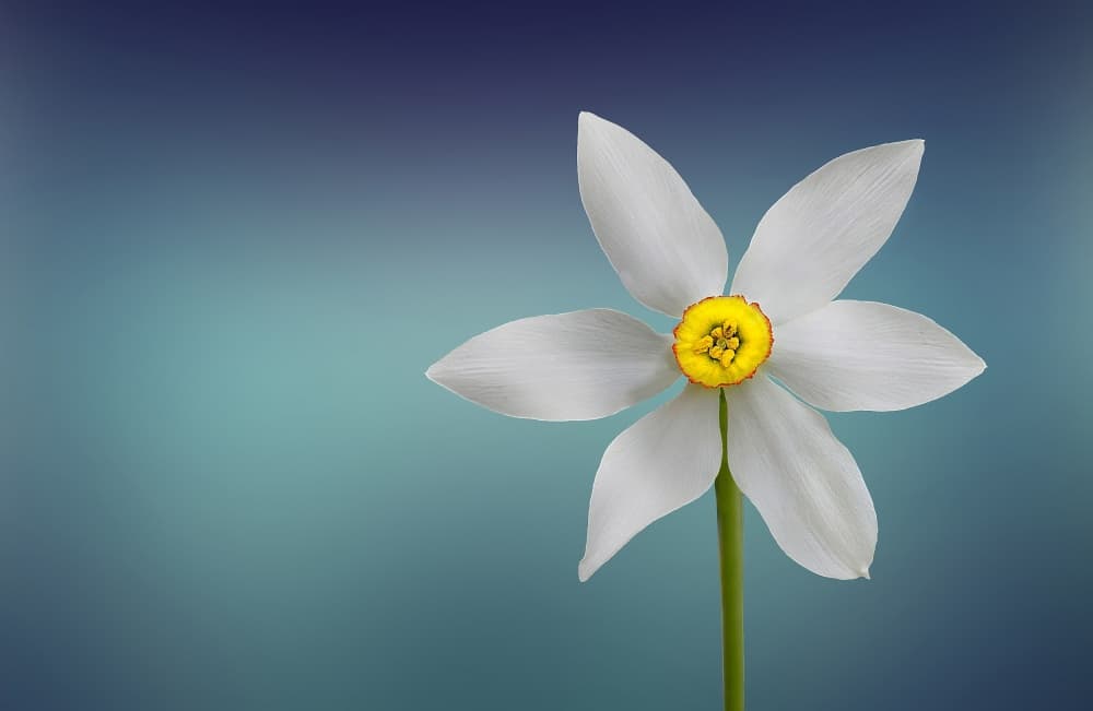 Flower of Paradise by Bess Hamiti — canvas wall art