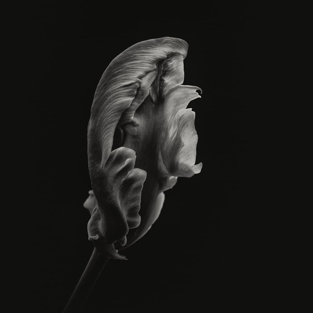 Elegant Monochrome Flower by Lotte Grønkjær — canvas wall art