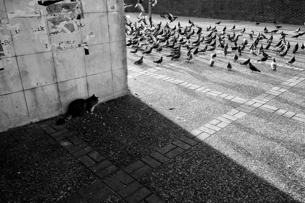 Urban Cat Pigeons Shadows by Ali Ayer — canvas wall art