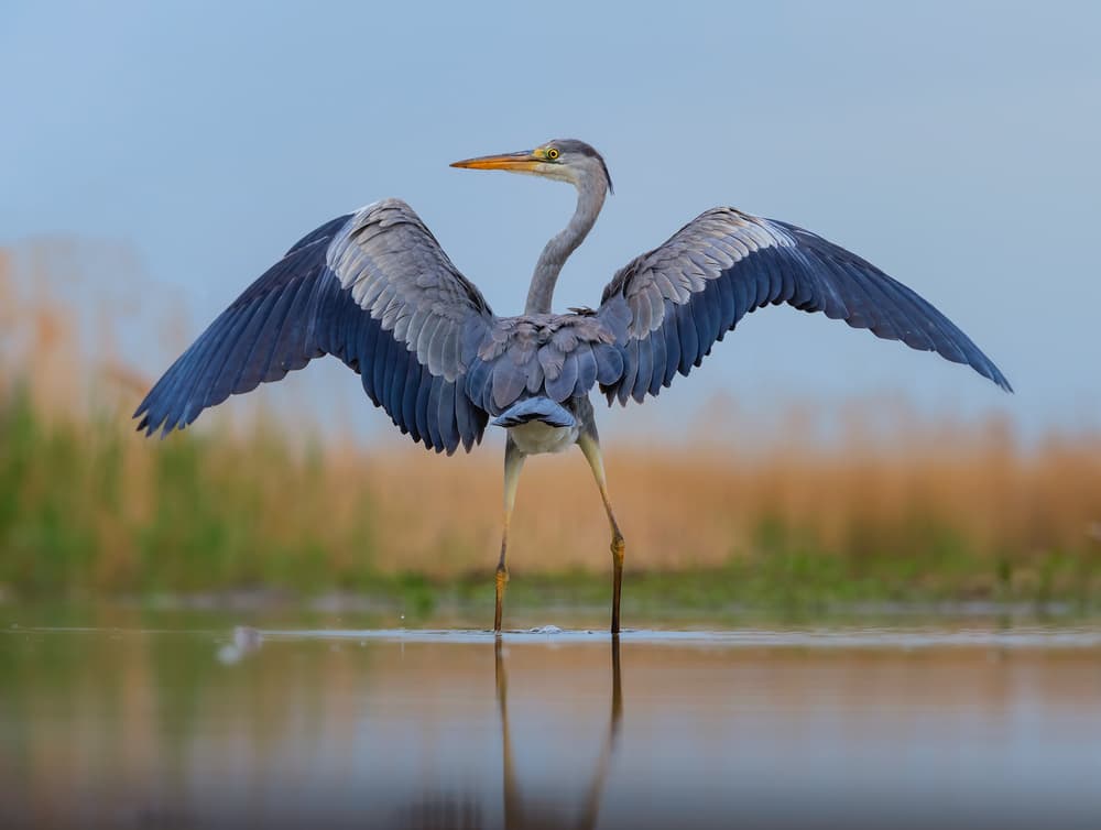 Majestic Heron Reflection by Jie Fischer — canvas wall art
