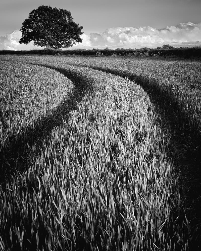 Curved Field Path by Russell Jones-Davies — canvas wall art