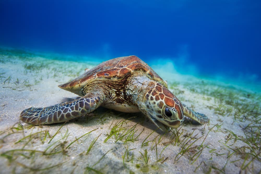Green Turtle Ocean Floor by Barathieu Gabriel — canvas wall art