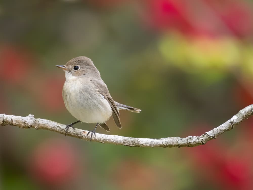 Peaceful Bird on Branch by Chiranjib Chakraborty — canvas wall art