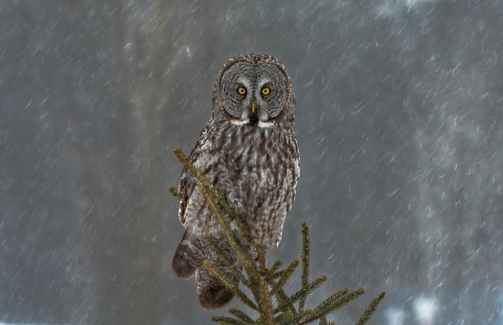 Great Gray Owl Gaze by Nick Kalathas — canvas wall art
