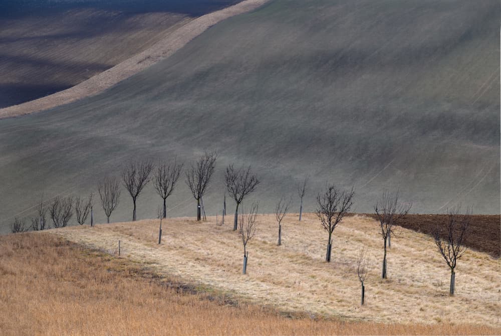 Rolling Hills Bare Trees by Tomas Frolec — canvas wall art