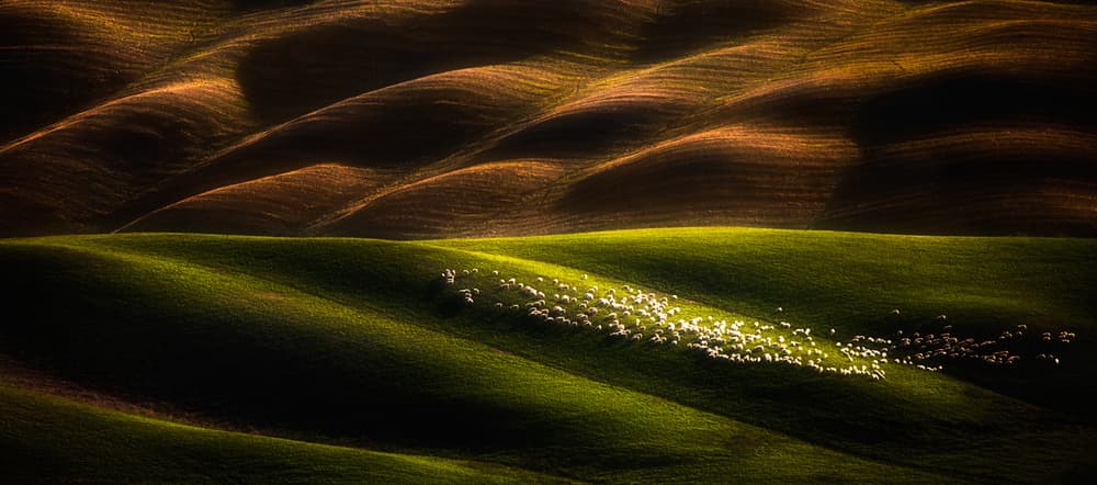 Sunlit Rolling Pastures by Peter Svoboda MQEP — canvas wall art