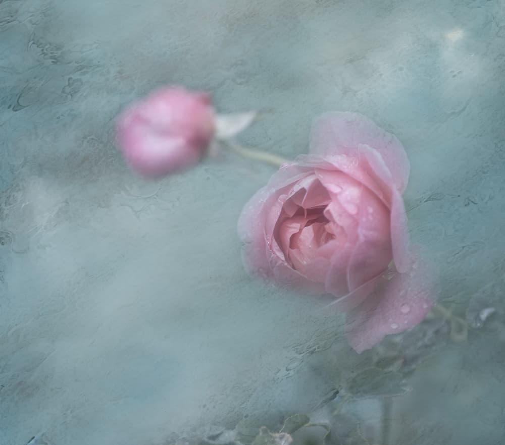 Dreamy Pink Roses by Judy Tseng — canvas wall art