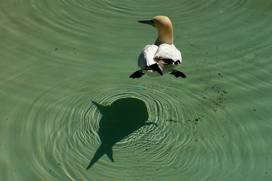 Gannet Swimming Shadow by Jo Beerens — canvas wall art