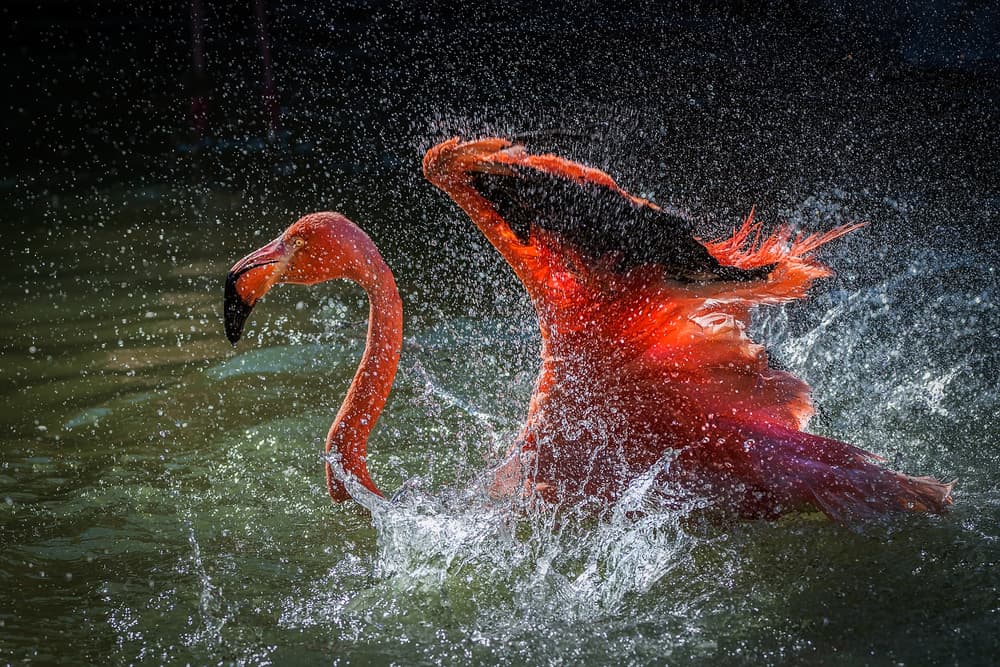 Vibrant Flamingo Splash by David H Yang — canvas wall art