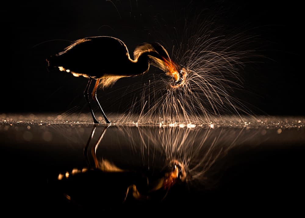 Golden Splash Heron by Annie Poreider — canvas wall art