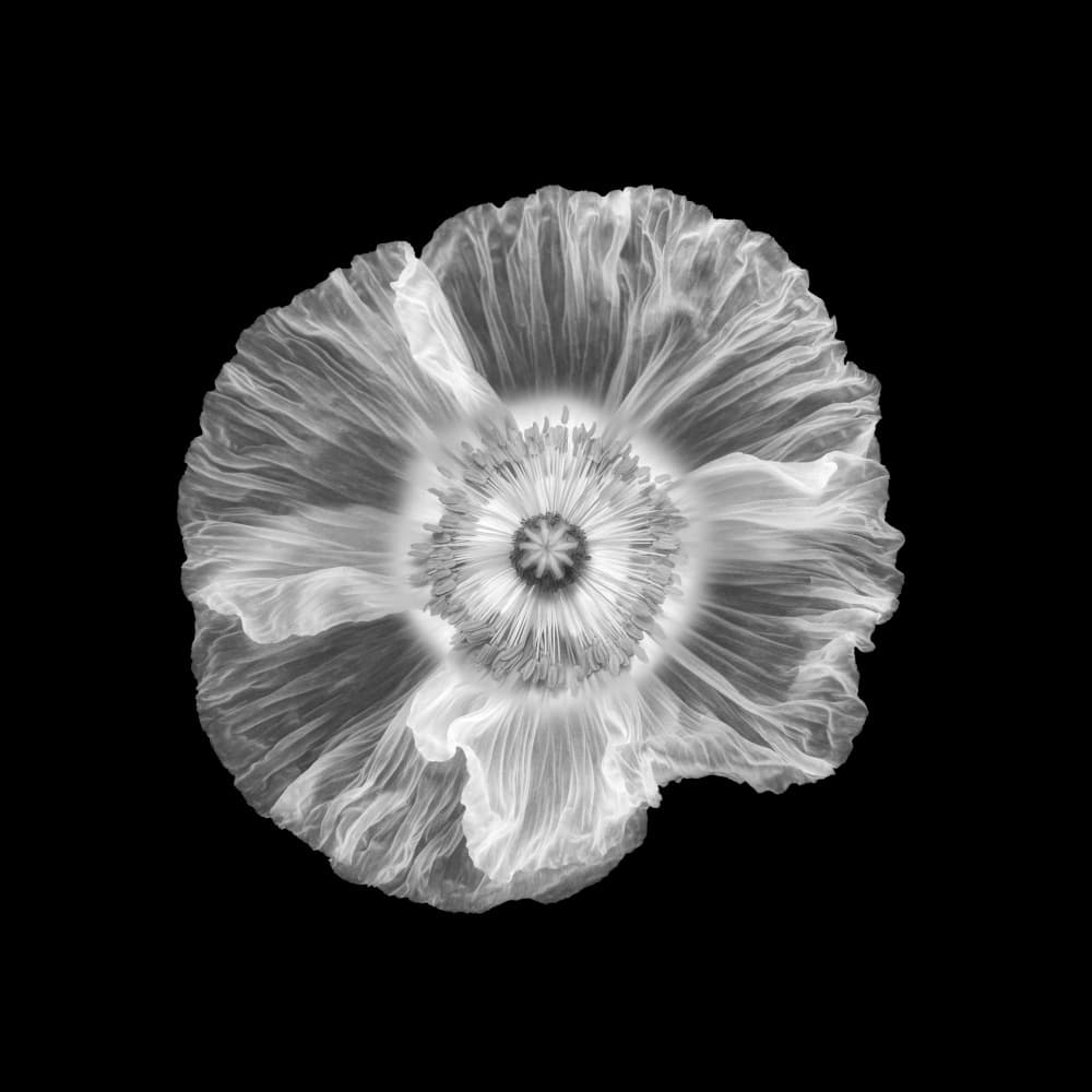 Translucent Poppy Bloom by Lotte Grønkjær — canvas wall art